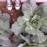 7颗花椒Vegan