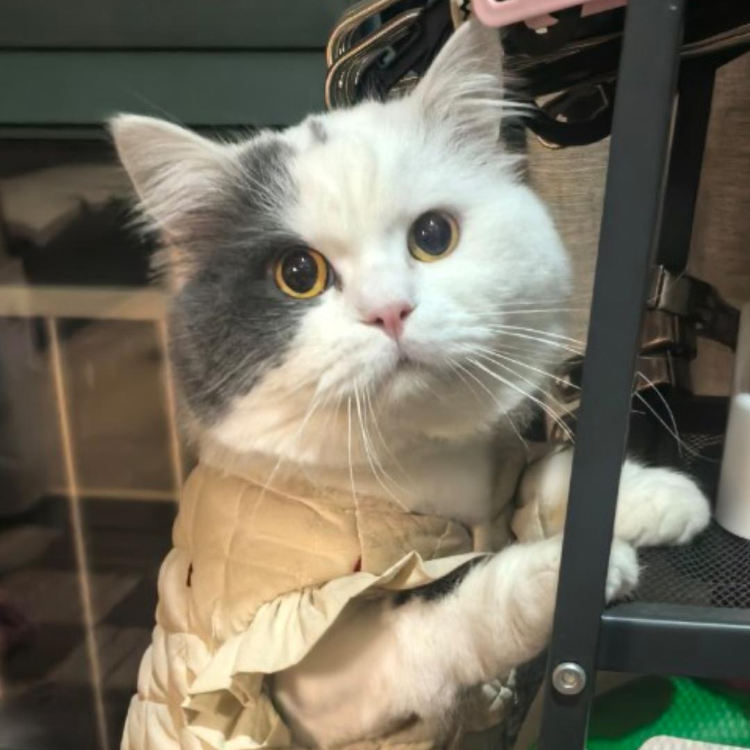 葡萄家大人