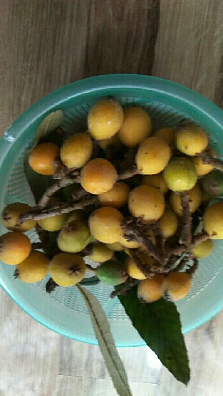 自制枇杷膏