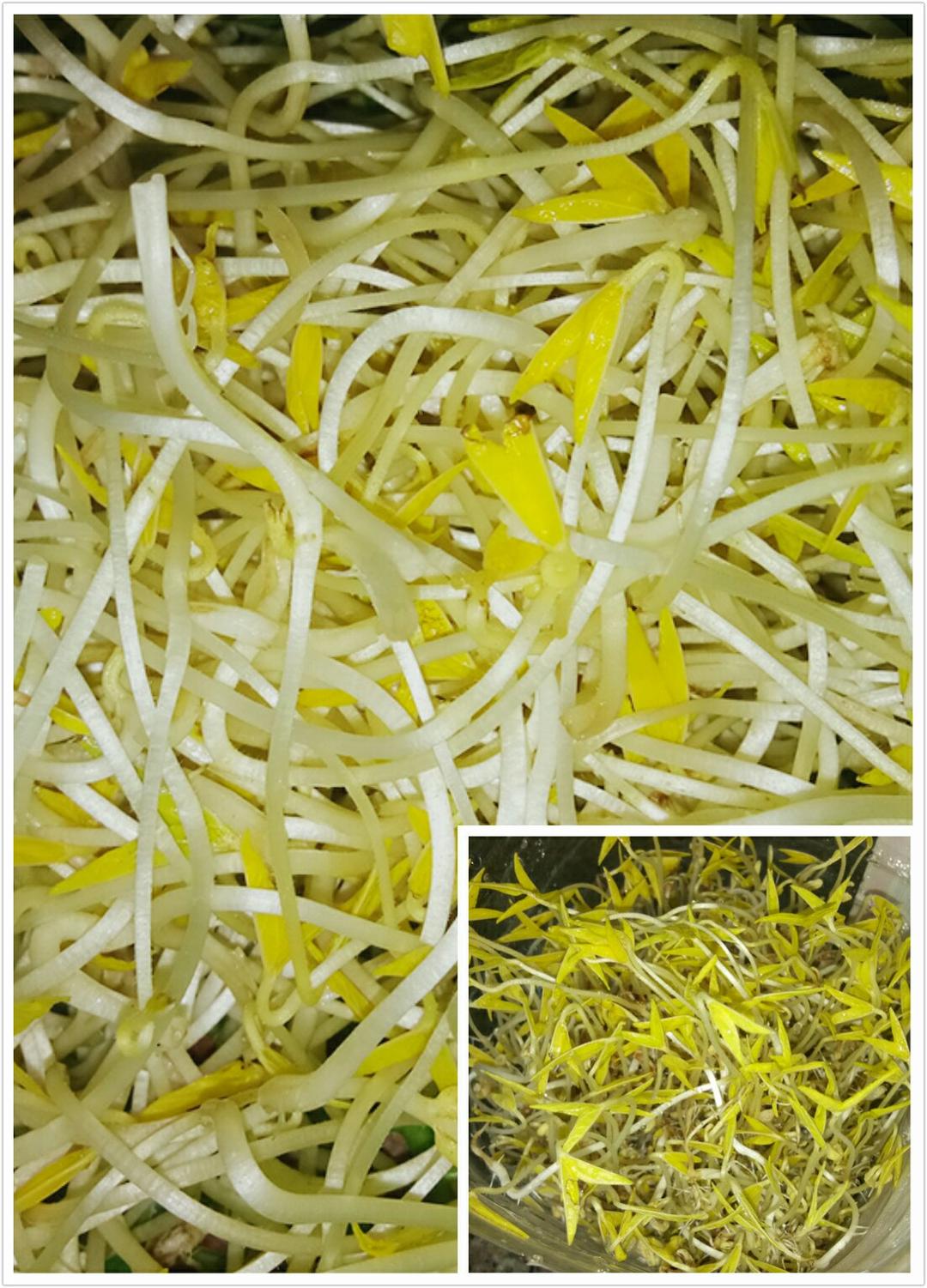 自发豆芽（可乐瓶发豆芽0失败！）