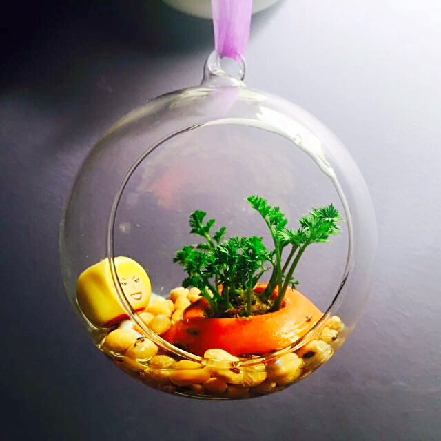 我家的花花草草