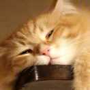 手机用户4215_r6nt