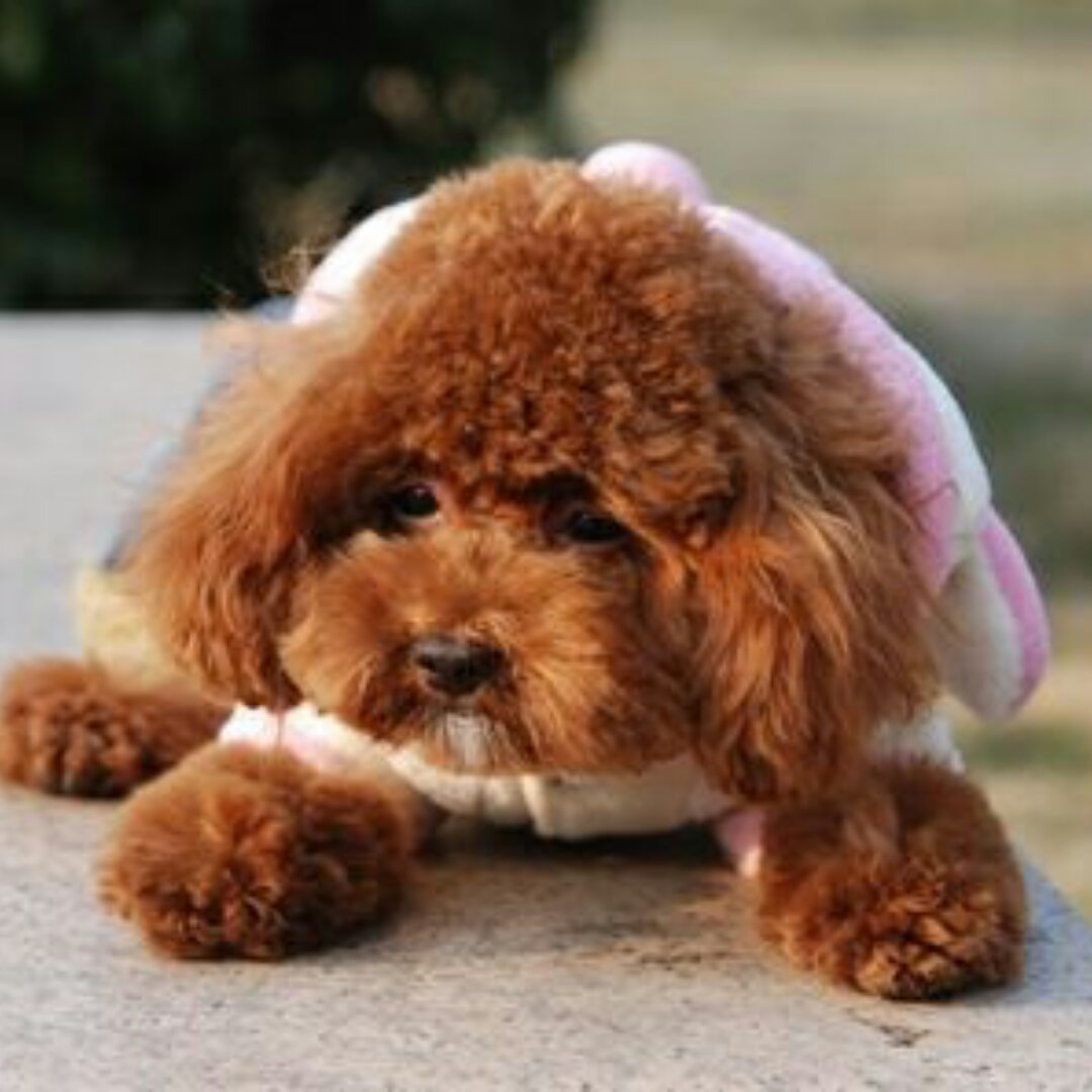 正在减肥的胖茶茶