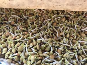 自发豆芽—小扁豆芽的做法 步骤5