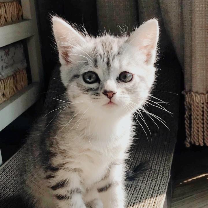 捧着风的猫