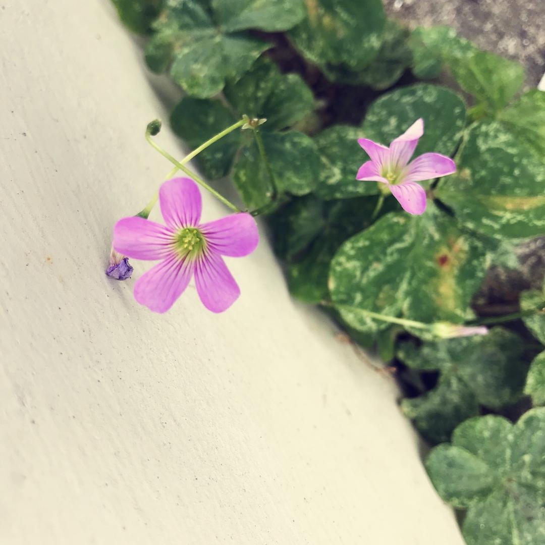 Fay菲酱