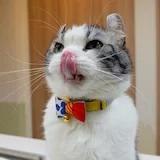 鲁小花88