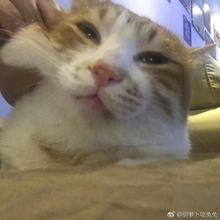 卜卜的唯一终身迷妹