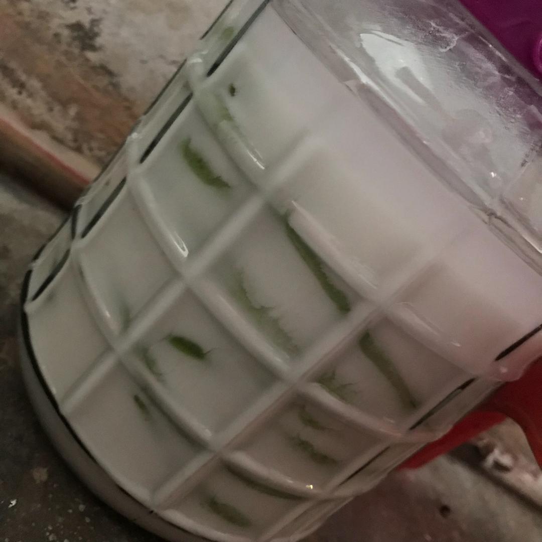 传照