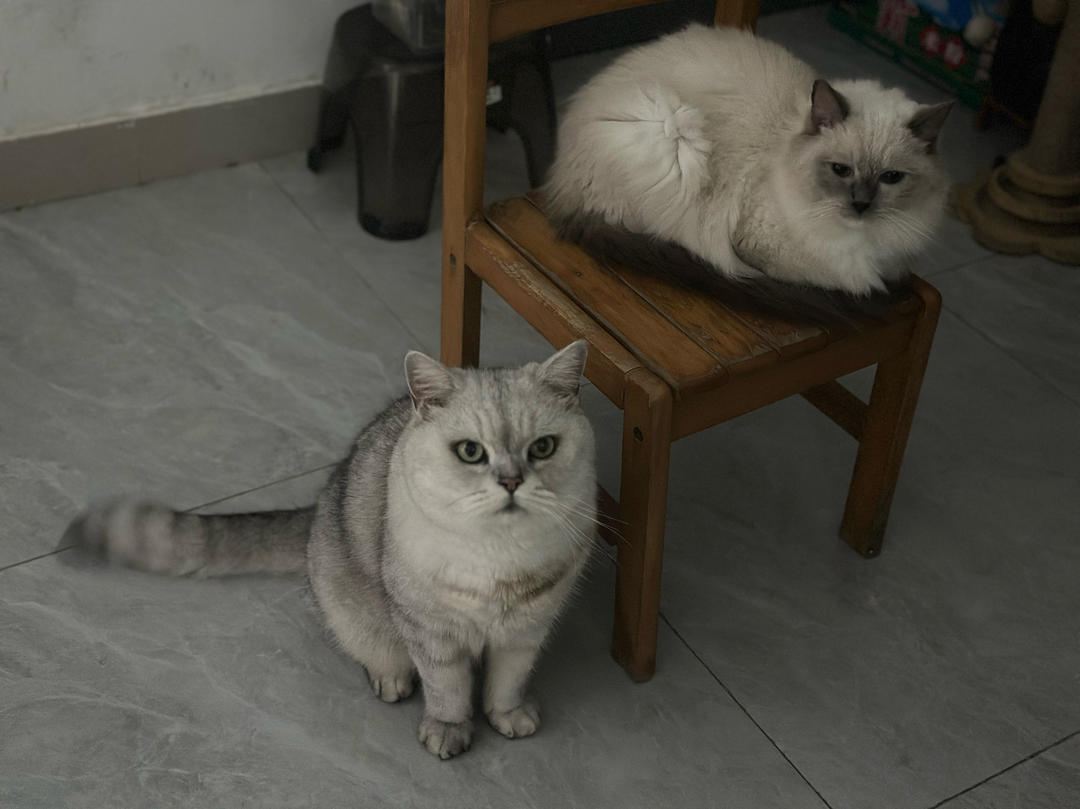 打蛋今天吃饱了嘛