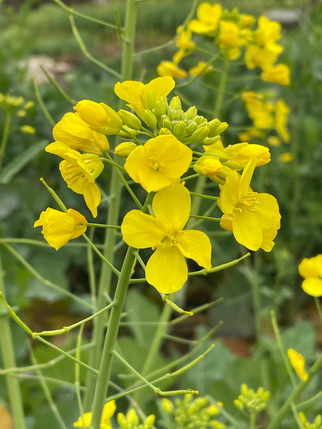 下厨房用户_dr1g