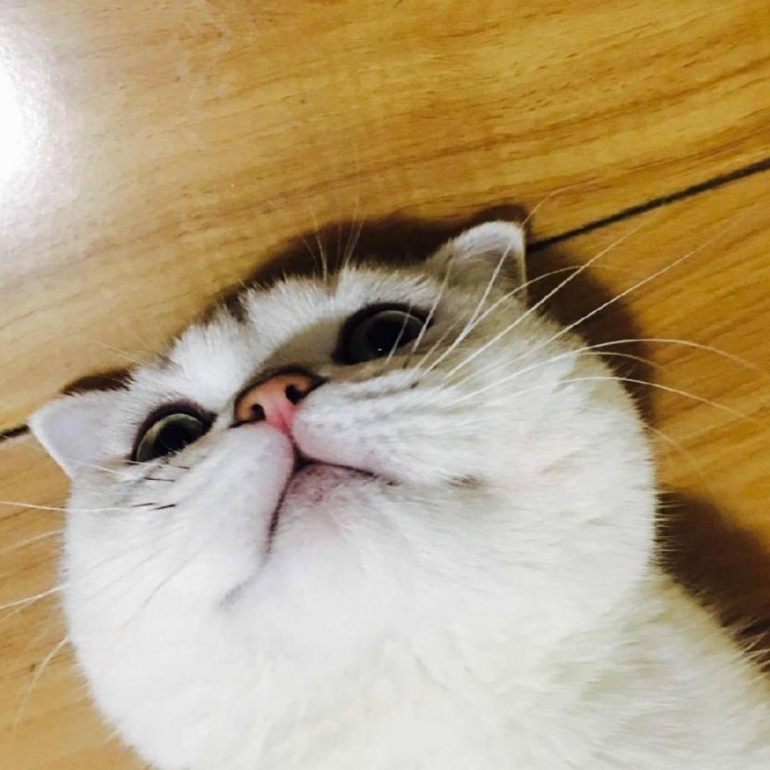 吃货ju