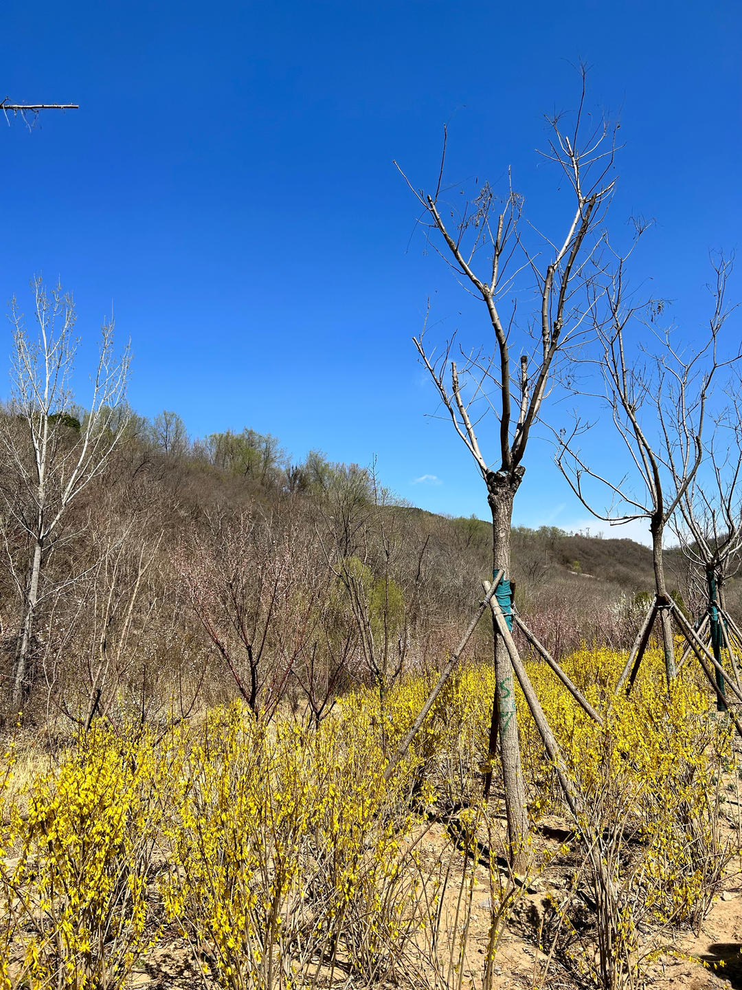 孩子能吃的水煮鱼