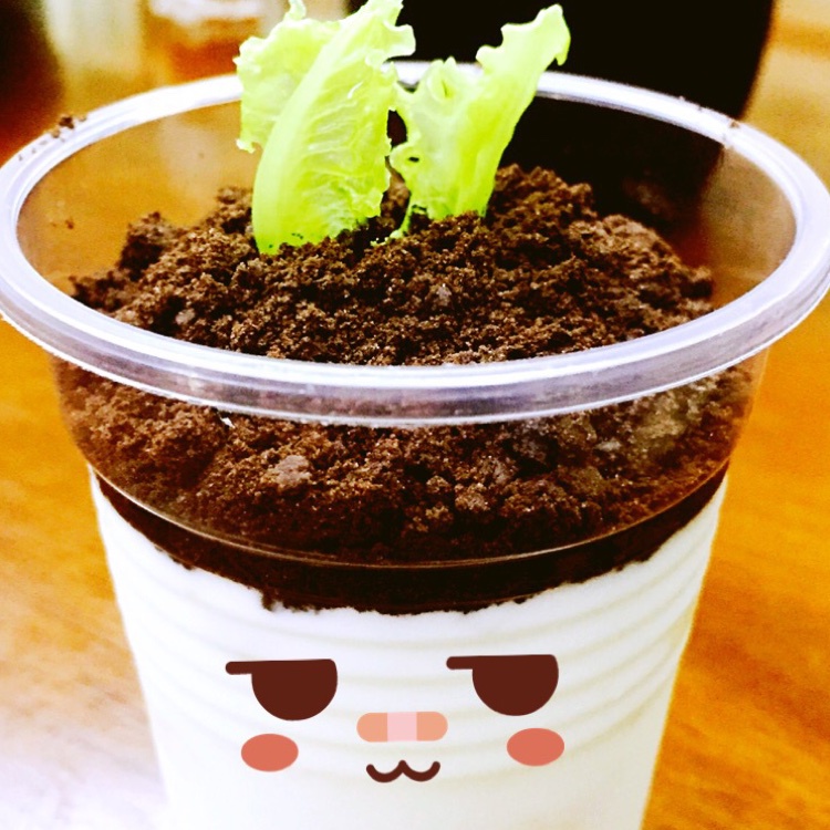盆栽酸奶