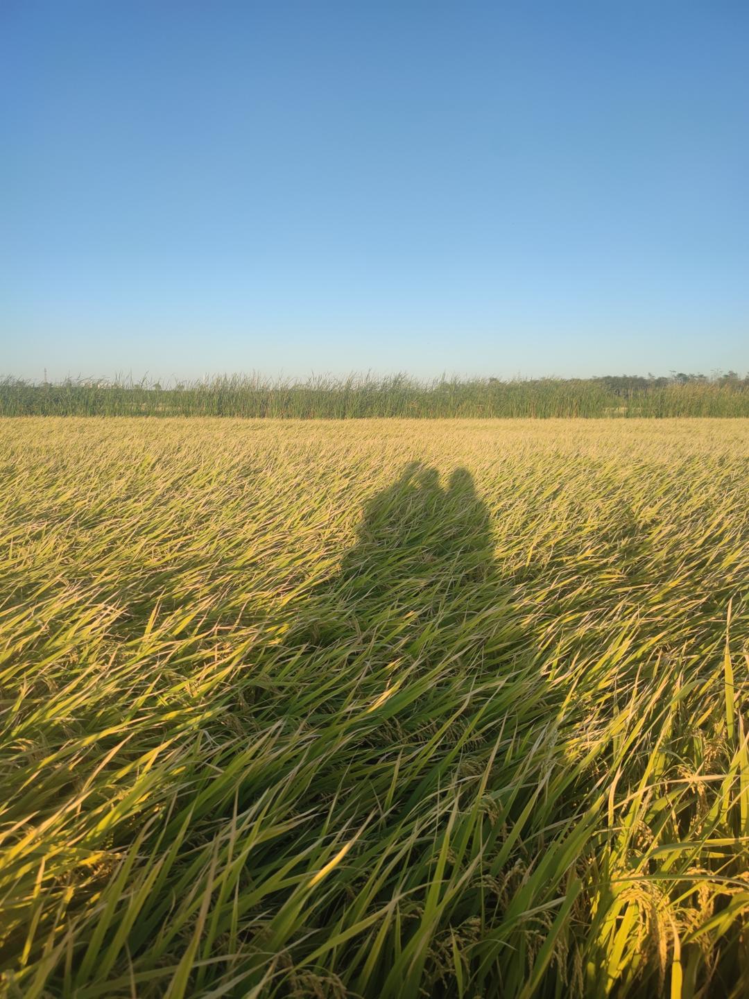 记录自用小四卷配方的做法