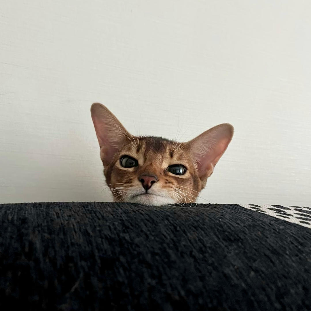 米卡眯卡冬不拉