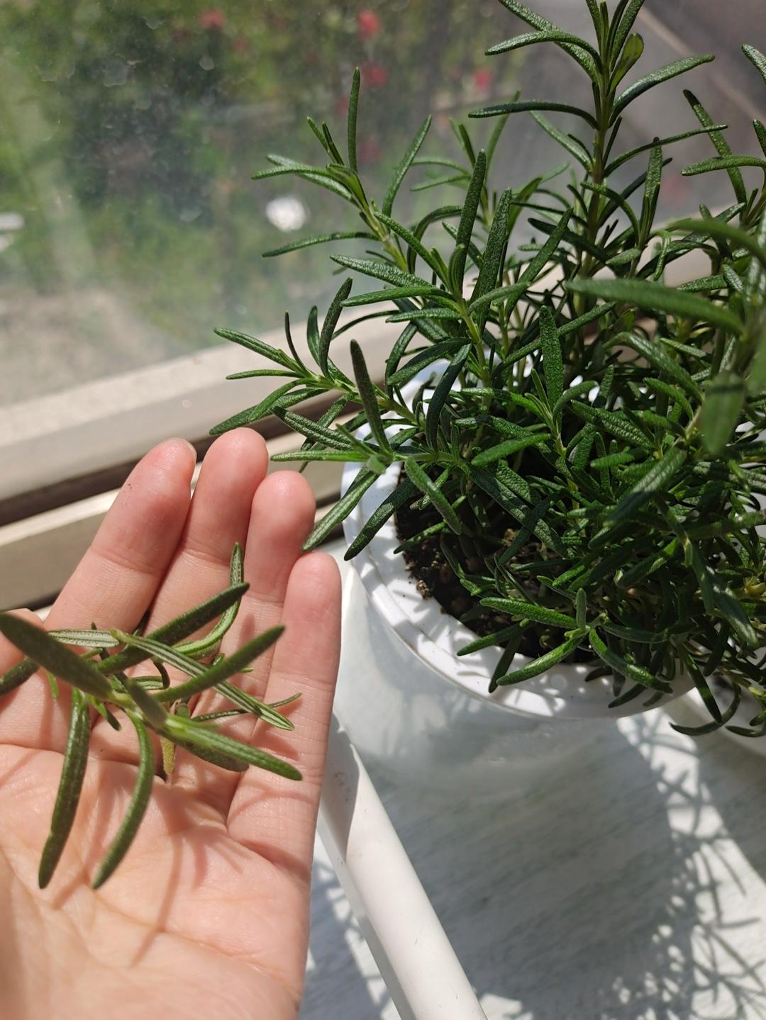 小朋友每周必点—
迷迭香煎土豆