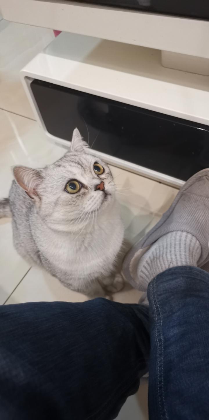 樊振西