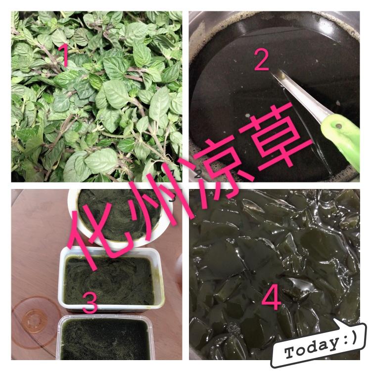 黑凉粉（仙人草）