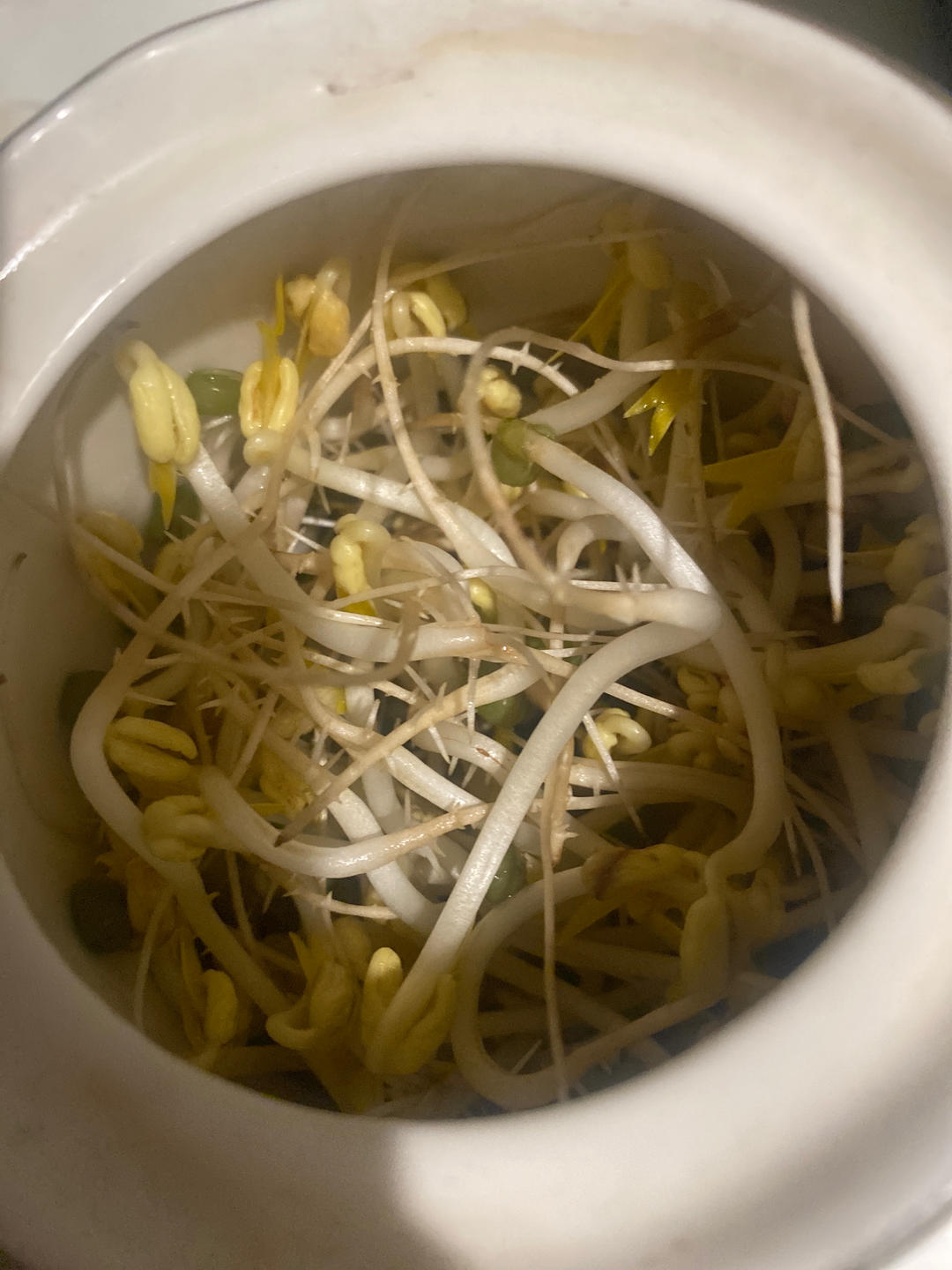超简单水壶发豆芽