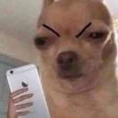 不会做饭的小焦