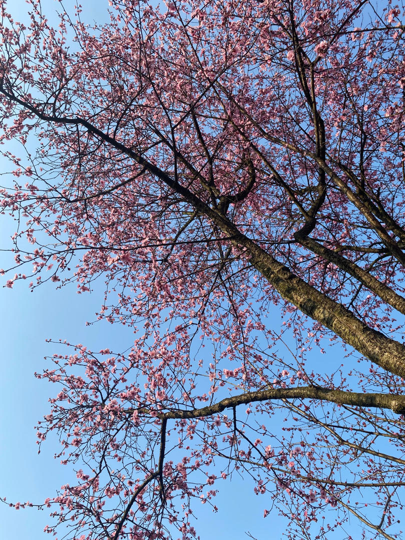 青花瓷-7