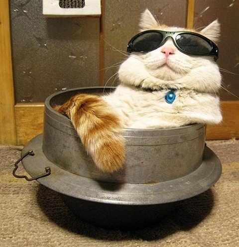 hihi猪猪