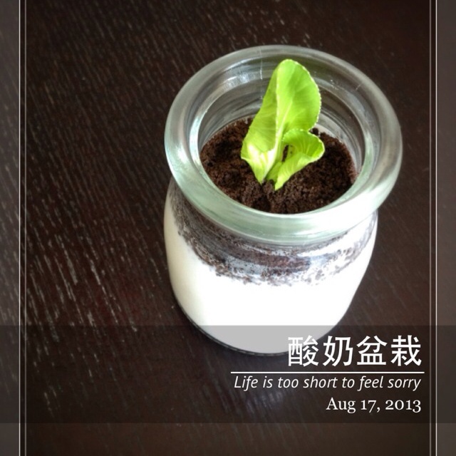 酸奶盆栽