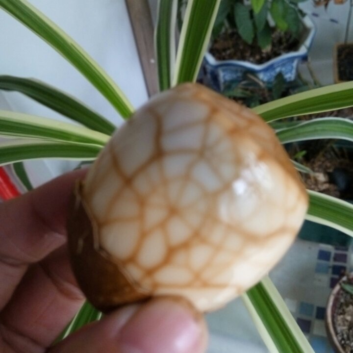 电饭煲煮五香茶叶蛋