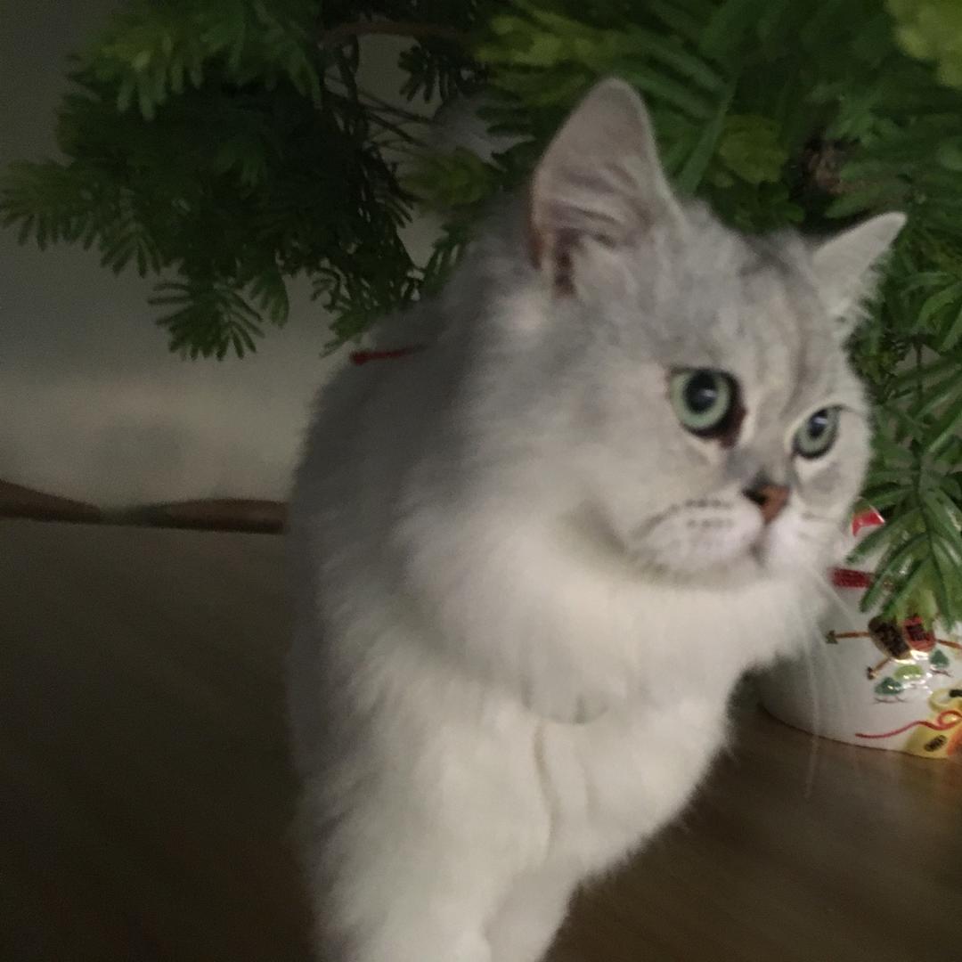 嘻嘻哈哈龙龙