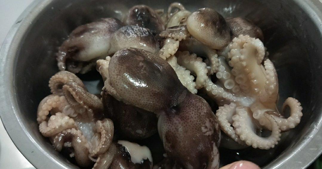 芝麻八爪鱼
