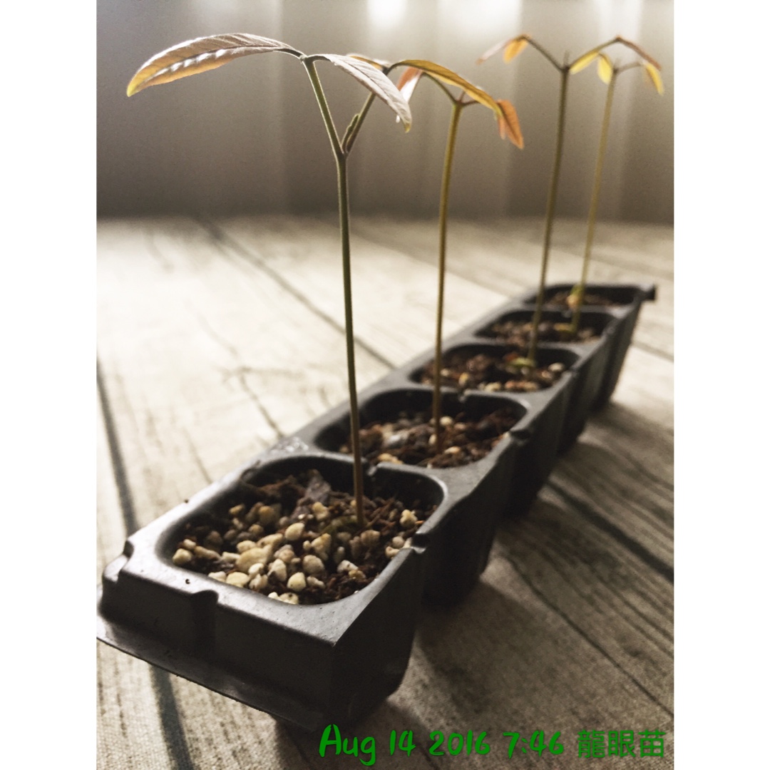 Lisa 香草種植記