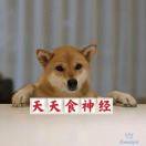 天天食神经