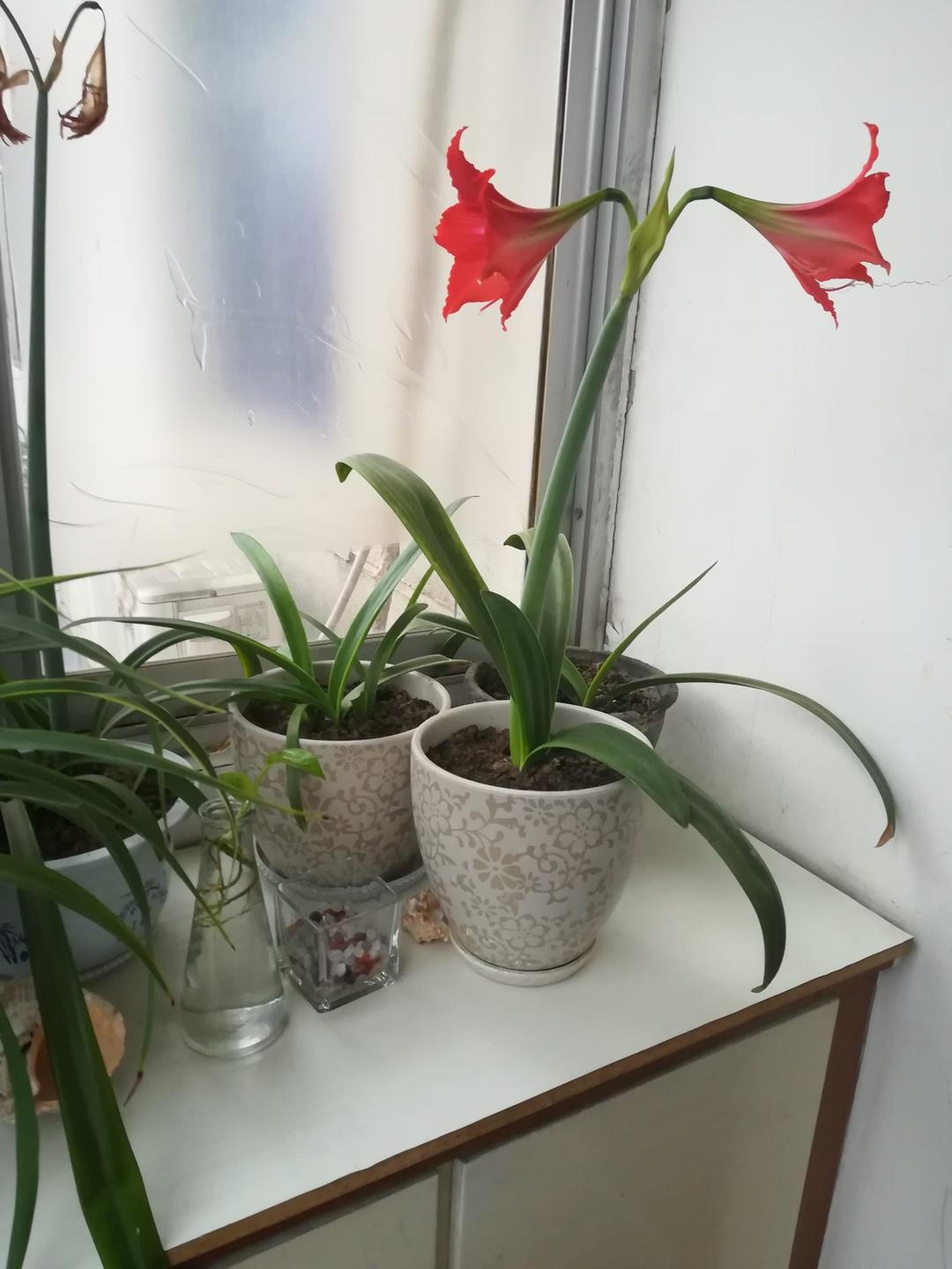 我的花花草草