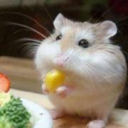 五颜六色小太阳