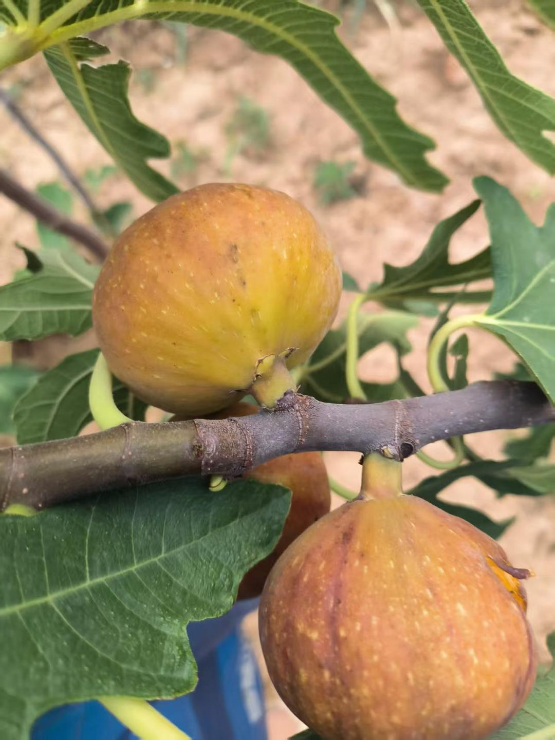 231 棕皮品种，黄皮褐皮青棕色红棕色紫棕色果皮的品种布兰瑞克芭劳奈格莱斯亚当灰山口的做法