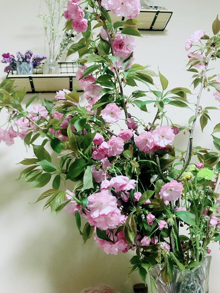 鲜花樱花酱