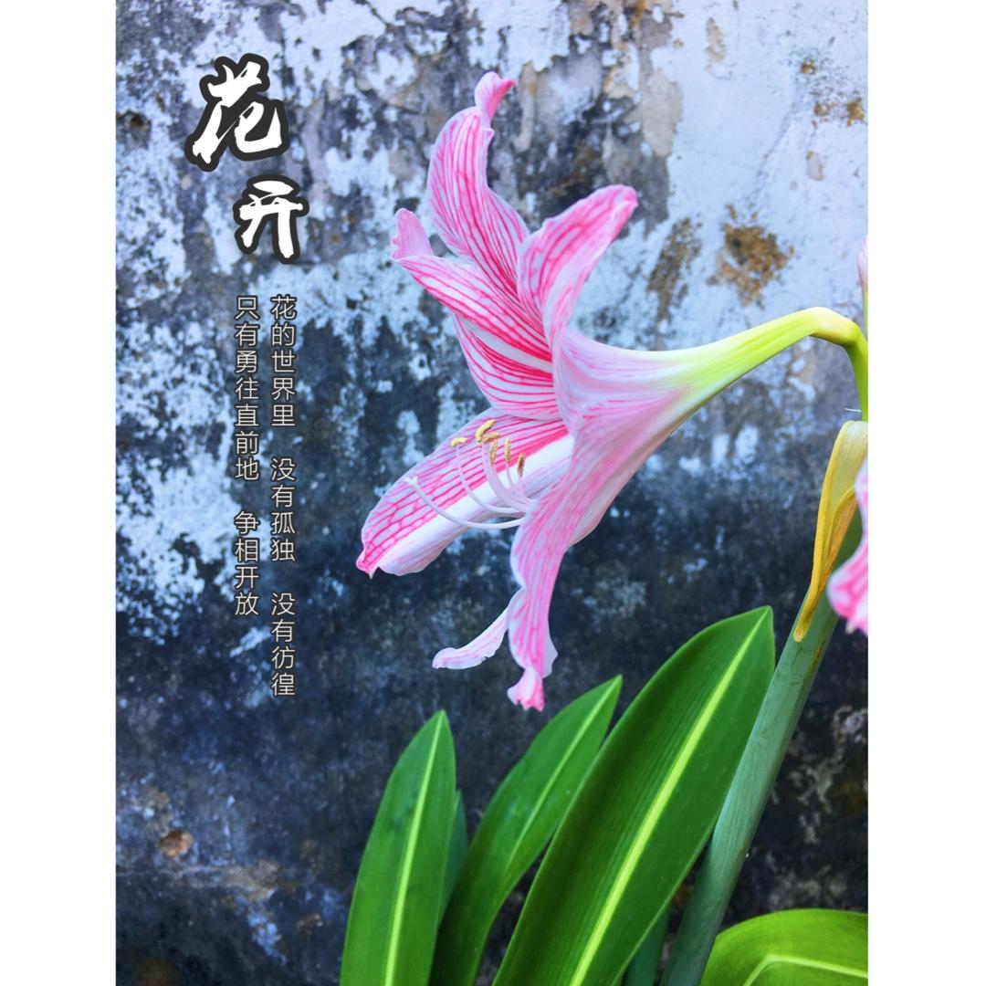 厨娘的花样show