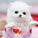 梦想是吃遍世界吖