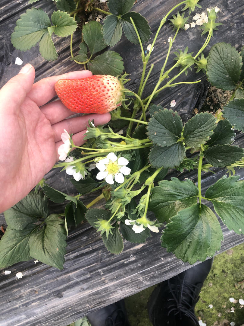 草莓乳酪慕斯蛋糕8寸🍰