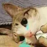 鸽子君的小厨房酱