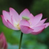 戈壁楼兰