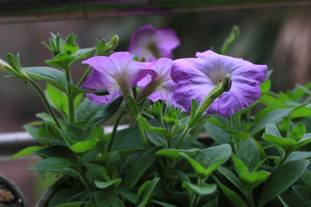 美食美花