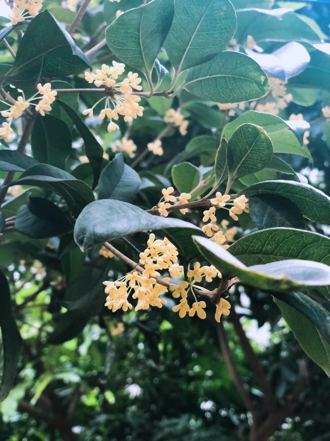 桂花，白果，一年秋意浓十里桂花香的做法 步骤1