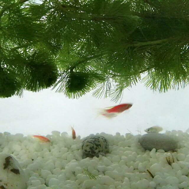 田雨21