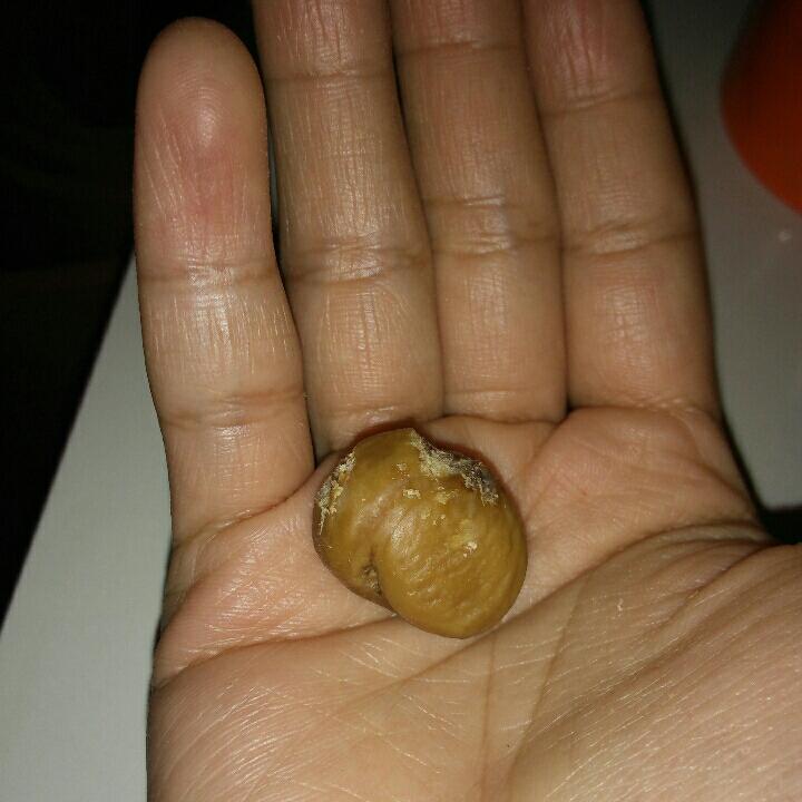 慵懒美丽的栗子