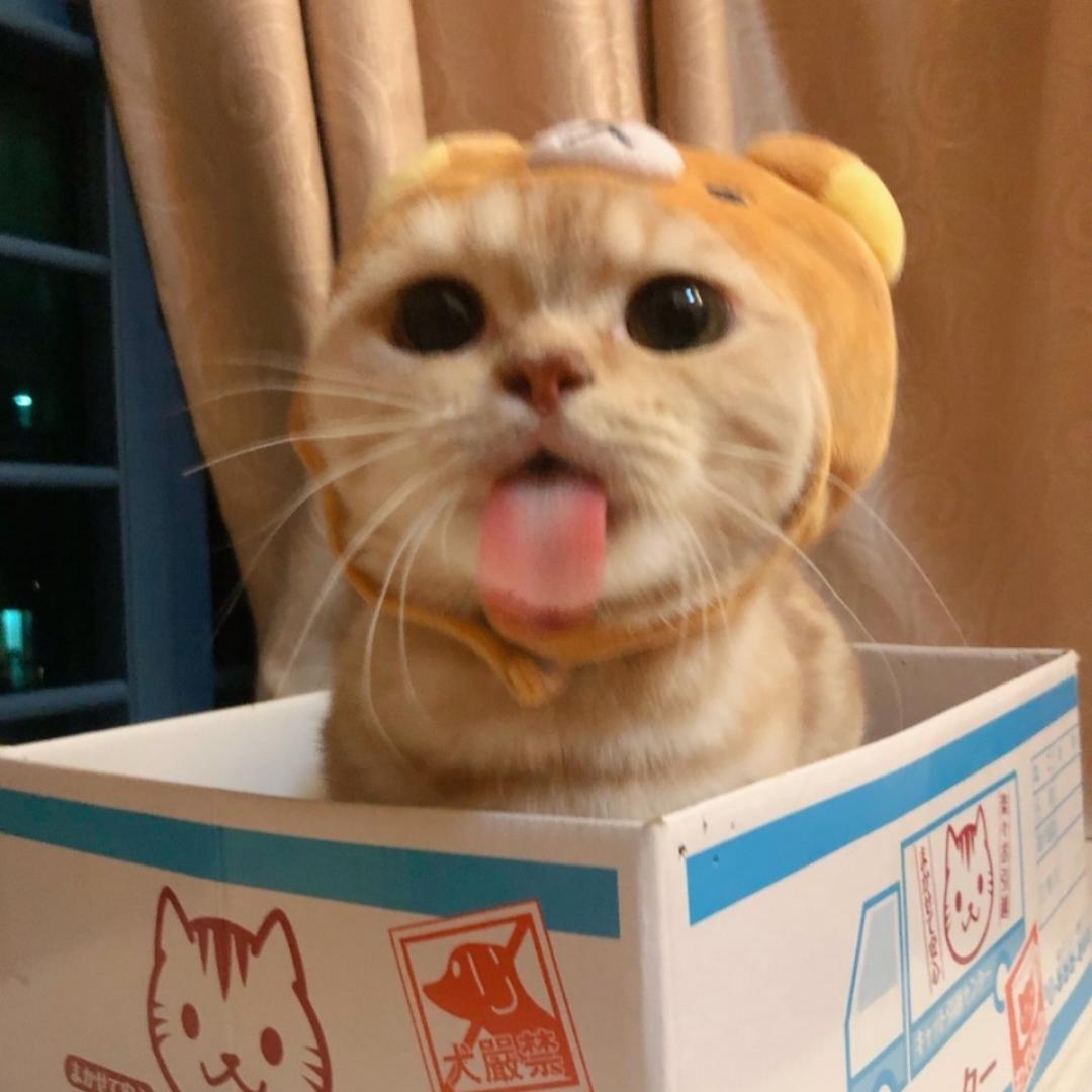 张呗萌