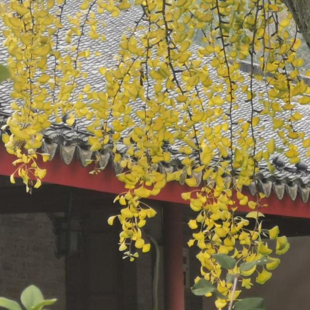 小虎儿妈妈