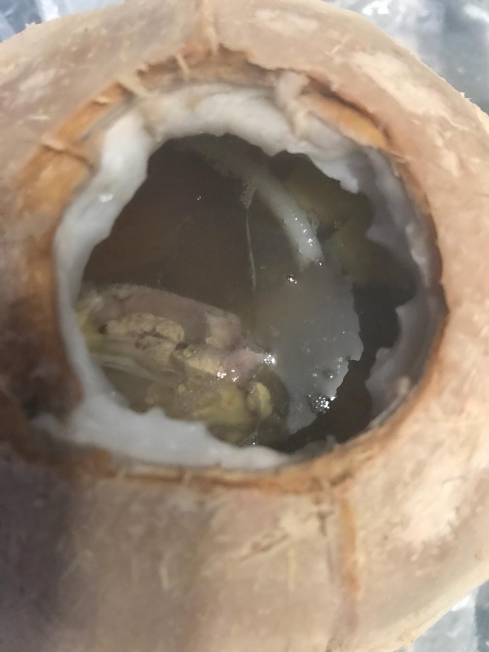 椰子鸽汤-（附开椰法）