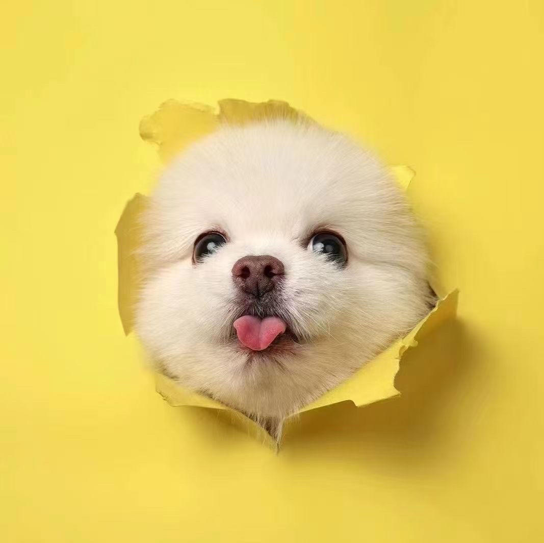 未来厨神_探索版